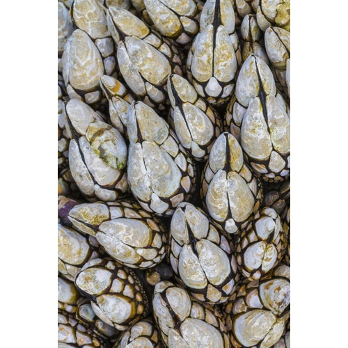 WA, Goose barnacles in Salt Creek Recreation Area